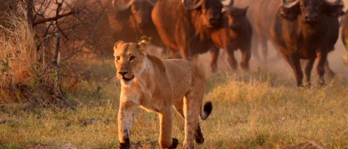 Machaba Botswana Okavango Delta Gomoti Plains Camp Lion Buffalos 1 Sightings October 2017 Machaba Botswana Okavango Delta Gomoti Plains Camp Lion Buffalos 1 Sightings October 2017
