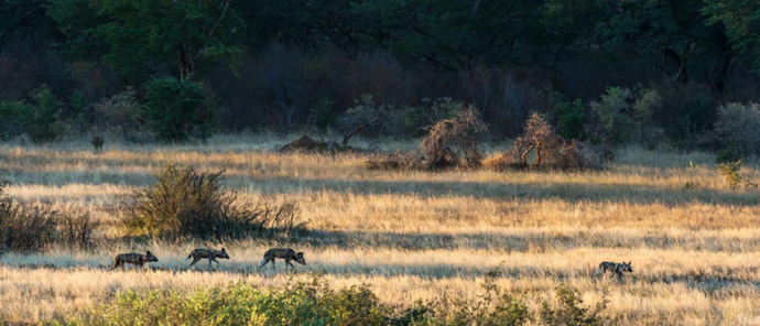 Machaba Safaris Zimbabwe Verneys Camp Wildlife Stories July Wild Dog Machaba Safaris Zimbabwe Verneys Camp Wildlife Stories July Wild Dog