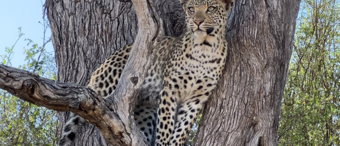 Botswana Okavango Kiri Camp August Sightings Kira The Leopardess Botswana Okavango Kiri Camp August Sightings Kira The Leopardess