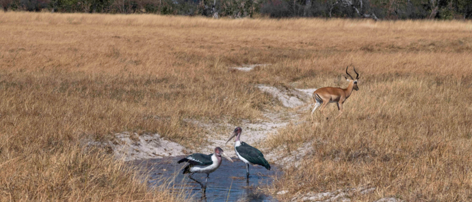 Machaba Okavango Delta Kiri Camp Impala Machaba Okavango Delta Kiri Camp Impala