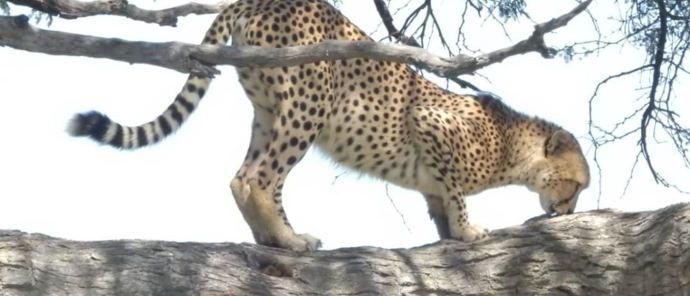 Machaba Verneys Camp Wildlife Sightings February 2025 Cheetah Resting In A Tree Machaba Verneys Camp Wildlife Sightings February 2025 Cheetah Resting In A Tree