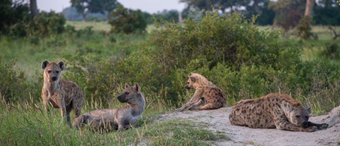Machaba Kiri Camp Wildlife Sightings April 2025 Cackle Of Hyenas On Safari Machaba Kiri Camp Wildlife Sightings April 2025 Cackle Of Hyenas On Safari
