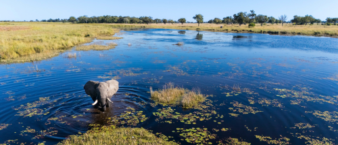 Machaba Monachira Camp Wildlife Sightings May 2025 Elephant Wading Through River