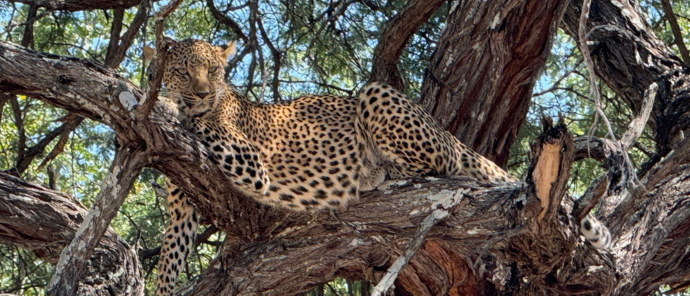 Machaba Safaris Verneys Camp Wildlife Sightings May 2025 Leopard Machaba Safaris Verneys Camp Wildlife Sightings May 2025 Leopard