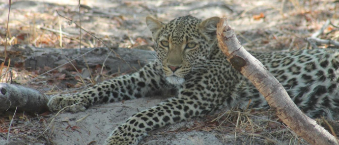 Machaba Deteema Springs Camp Wildlife Sightings July 2025 Leopard Resting On The Ground Machaba Deteema Springs Camp Wildlife Sightings July 2025 Leopard Resting On The Ground