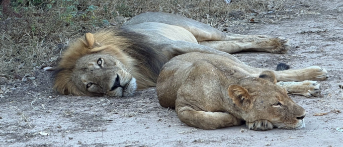 Machaba Ingwe Pan Camp Wildlife Sightings May 2026 Mating Pair Of Lions