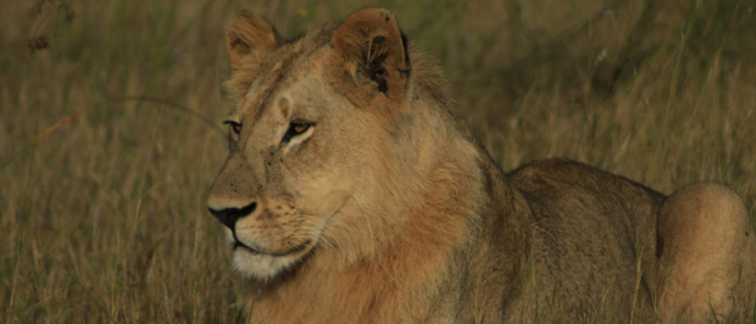 Machaba Verneys Camp Wildlife Sightings June 2026 Sub Adult Lion