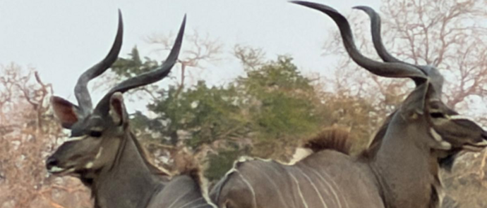 Machaba Mana River Camp Wildlife Sightings August 2026 Kudus In Mana Pools National Park
