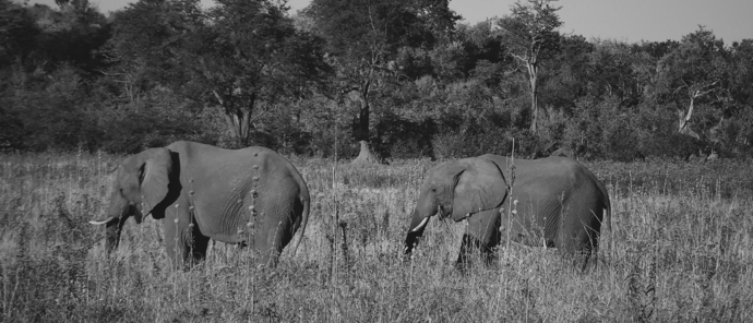 Machaba Botswana Hwange Deteema Elephant May Sightings 2020 Machaba Botswana Hwange Deteema Elephant May Sightings 2020