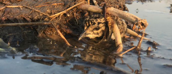 Machaba Botswana Okavango Delta August Sightings 2020 Bird Machaba Botswana Okavango Delta August Sightings 2020 Bird
