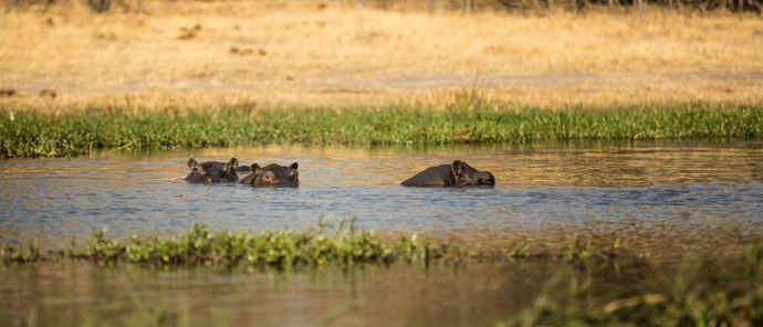 Botswana Okavango Delta Machaba Camp Sightings July 2021 Hippos Botswana Okavango Delta Machaba Camp Sightings July 2021 Hippos