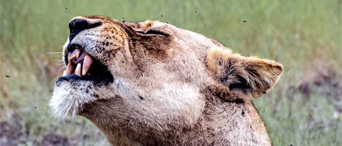 Machaba Safaris Botswana Chobe Ngoma Lioness Machaba Safaris Botswana Chobe Ngoma Lioness