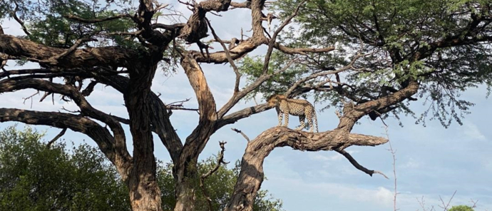Machaba Safaris Machaba Camp November Sightings Leopard Machaba Safaris Machaba Camp November Sightings Leopard