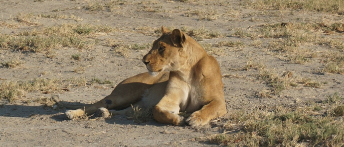Machaba Deteema Springs Camp Wildlife Sightings September 2025 Deteema Lioness Machaba Deteema Springs Camp Wildlife Sightings September 2025 Deteema Lioness