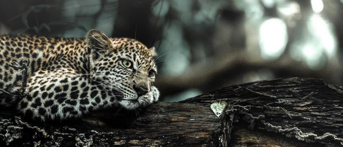 Machaba Deteema Springs Camp Wildlife Sightings April 2026 Leopard In A Tree