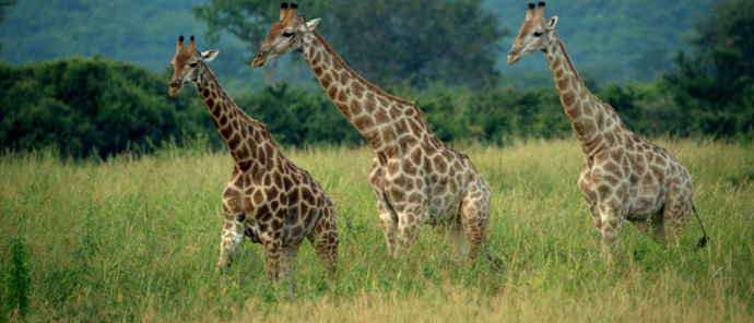 Giraffe Machaba Deteema Springs Wildlife Sightings April Giraffe Machaba Deteema Springs Wildlife Sightings April