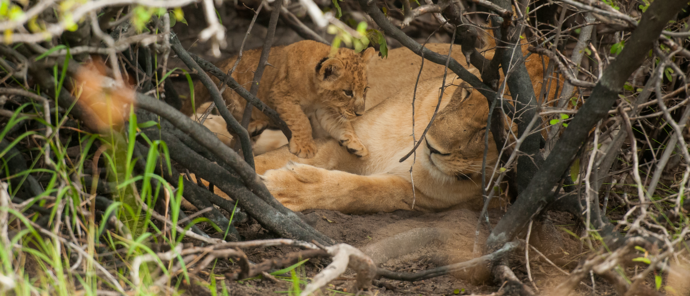 Machaba Safaris Botswana Okavango Delta Gomoti Plains Wildlife Sightings Report April 2023 Female Lion With Cub Machaba Safaris Botswana Okavango Delta Gomoti Plains Wildlife Sightings Report April 2023 Female Lion With Cub