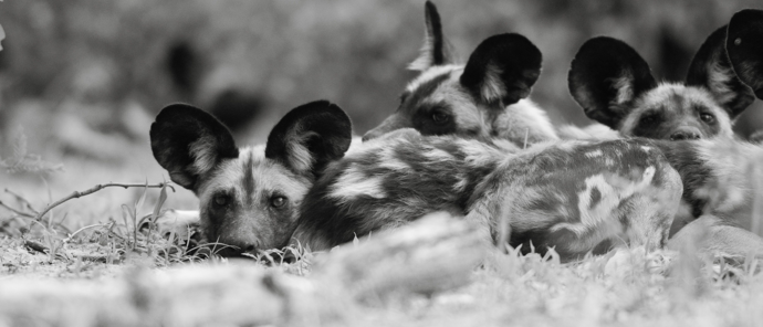 Botswana Machaba Camp Wild Dog Botswana Machaba Camp Wild Dog