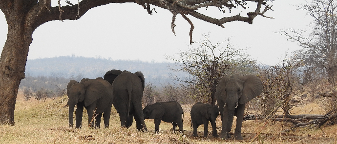 Machaba Deteema Springs Wildlife Sighting Elephant Herd Machaba Deteema Springs Wildlife Sighting Elephant Herd