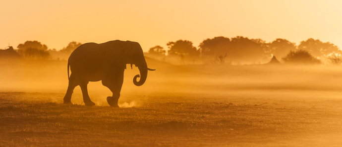 Machaba Safaris Kiri Camp Elephant Machaba Safaris Kiri Camp Elephant