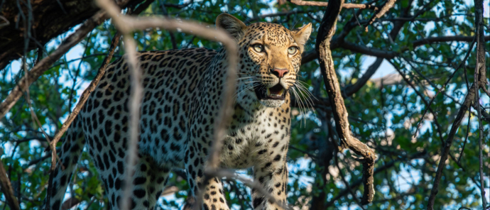 Mike Myers Kiri Camp Leopard Mike Myers Kiri Camp Leopard