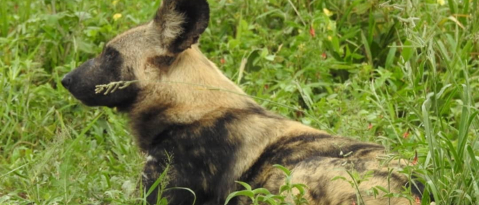 African wild dog waiting for its next prey African wild dog waiting for its next prey