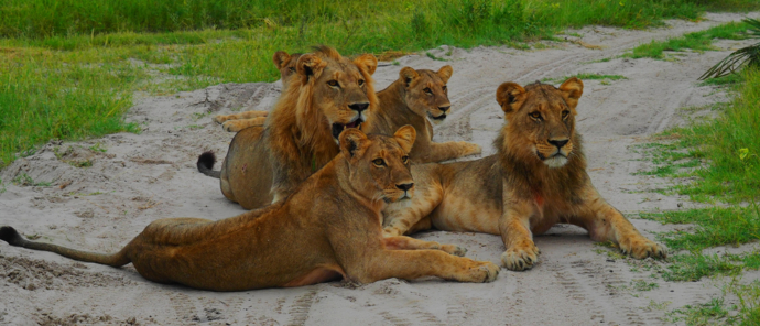 Sub adult pride of lions resting in the late afternoon Sub adult pride of lions resting in the late afternoon