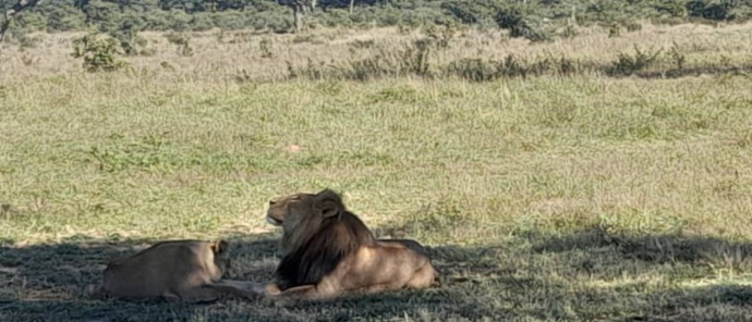Machaba Verneys Camp Wildlife Sightings April 2026 Lions Resting In The Shade