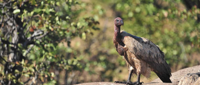 Zimbabwe Hwange Deteema Springs Sightings June 2021 Vulture Zimbabwe Hwange Deteema Springs Sightings June 2021 Vulture