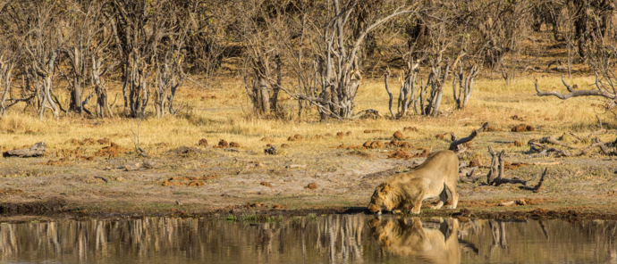 Zimbabwe Hwange Deteema Springs Sightings October 2021 Waterhole Zimbabwe Hwange Deteema Springs Sightings October 2021 Waterhole