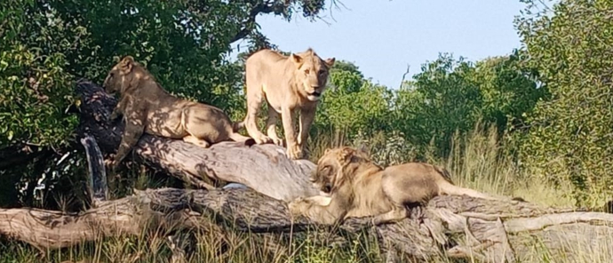 Botswana Machaba Camp Lions Botswana Machaba Camp Lions