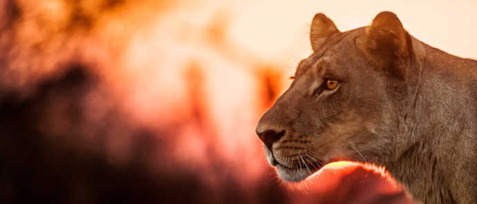 Machaba Kiri Camp November Sightings Spotting Lioness Wondergirl Machaba Kiri Camp November Sightings Spotting Lioness Wondergirl