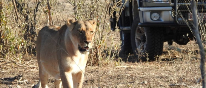 Machaba Verneys Camp Wildlife Sightings July 2025 Lioness Sighting On Safari Machaba Verneys Camp Wildlife Sightings July 2025 Lioness Sighting On Safari