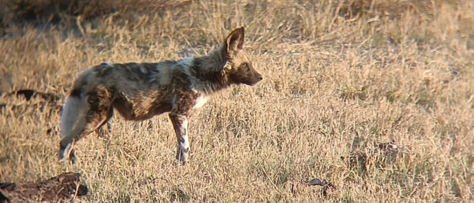 Machaba Monachira Camp Wildlife Sightings September 2025 Young Wild Dog Machaba Monachira Camp Wildlife Sightings September 2025 Young Wild Dog