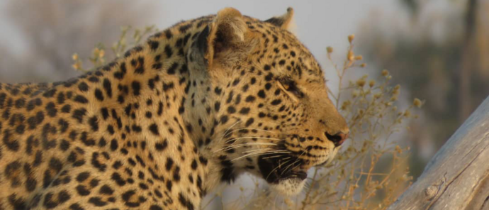 Machaba Gomoti Plains Camp Wildlife Sightings February 2026 Leopard In The Okavango