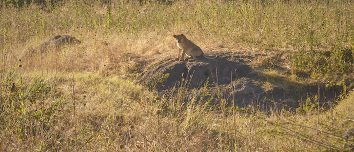 Machaba Botswana Hwange Deteema Lion May Sightings 2020 Machaba Botswana Hwange Deteema Lion May Sightings 2020