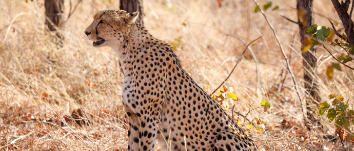 Cruxis the cheetah is spotted while on safari with Deteema Springs Camp. Cruxis the cheetah is spotted while on safari with Deteema Springs Camp.
