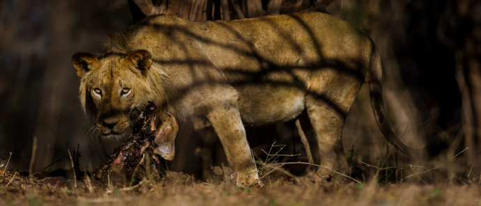 Machaba Safaris Mana Pools Lion Machaba Safaris Mana Pools Lion