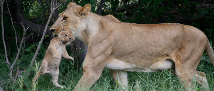 Machaba Kiri Camp Lioness