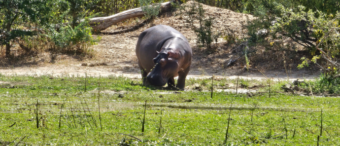 Ingwe Pan April Stories Hippo Ingwe Pan April Stories Hippo