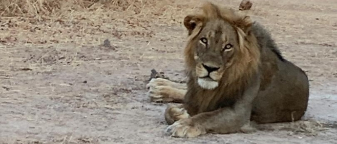 Machaba Ingwe Pan Camp Wildlife Sightings August 2025 Male Lion On Safari Machaba Ingwe Pan Camp Wildlife Sightings August 2025 Male Lion On Safari