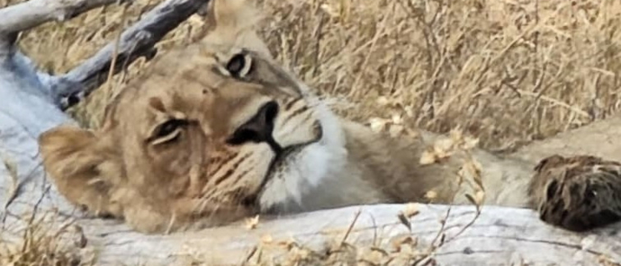 Machaba Monachira Camp Wildlife Sightings October 2025 Lioness Sleeping On Log