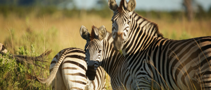 Machaba Kiri Camp Wildlife Sightings February 2026 Zebra Herd