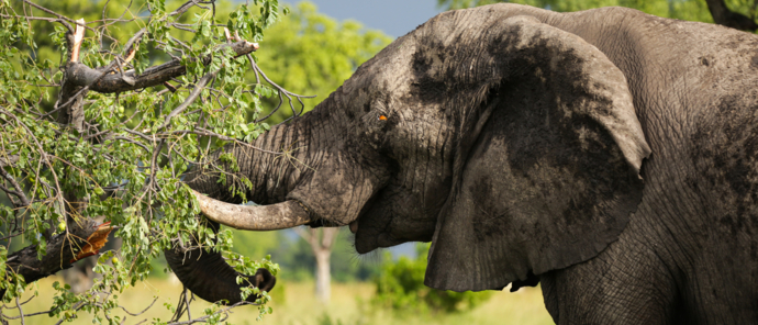Botswana Monachira The Beauty Of Nature Elephant1