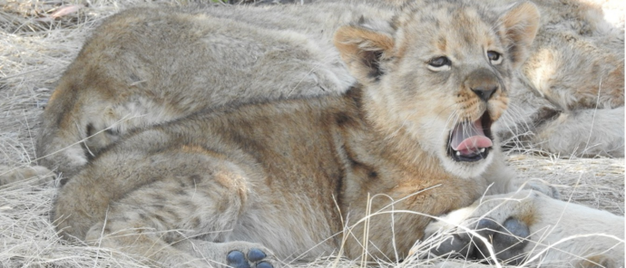 Machaba Verneys Camp Wildlife Sightings August 2026 Lion Cub