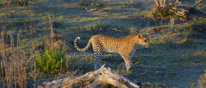 Machaba Safaris Kiri Camp Kiri Leopard Machaba Safaris Kiri Camp Kiri Leopard
