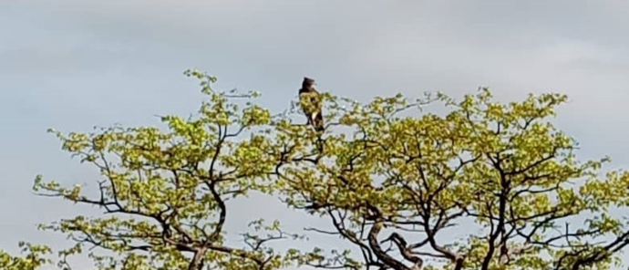 Machaba Deteema Springs Camp November Sightings Martial Eagle Machaba Deteema Springs Camp November Sightings Martial Eagle