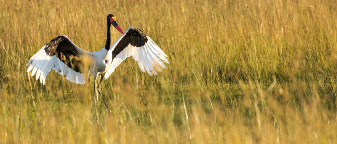 Machaba Monachira Camp Wildlife Sightings May 2025 Saddle Billed Stork In Botswana