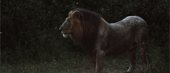 Machaba Chobe National Park Lion Sighting On Night Drive Machaba Chobe National Park Lion Sighting On Night Drive