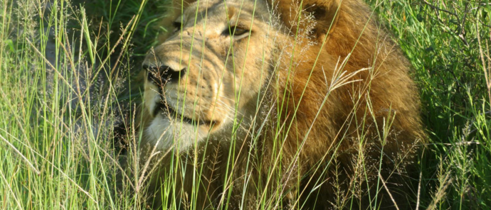 Machaba Gomoti Plains Camp Wildlife Sightings January 2026 Male Lion In Tall Grass